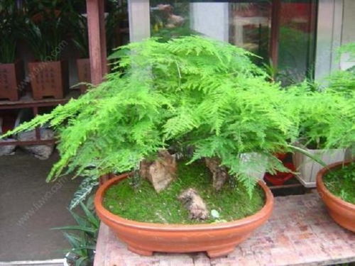 盤點3大室內竹子植物盆栽,外形美觀,空氣凈化能力強,價格親民