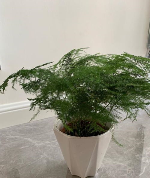 養好文竹,用上2種水,新芽蹭蹭冒,想黃葉都難