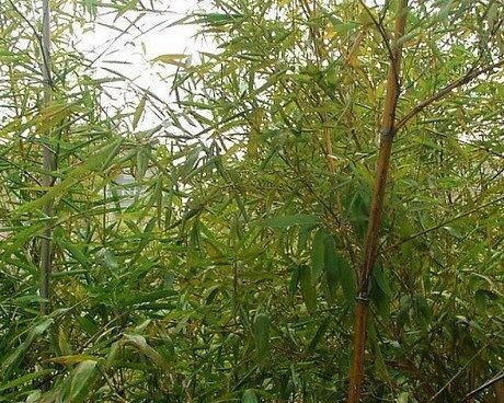 長(zhǎng)枝竹 原栽培型