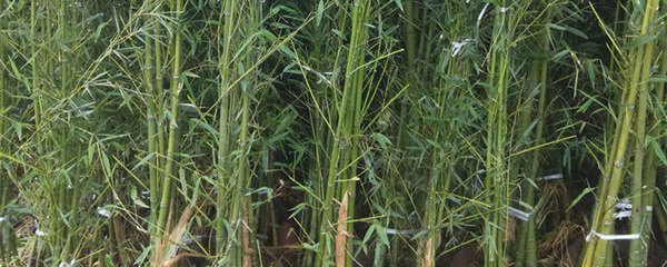 四季竹盆栽種植方法和注意事項(xiàng)