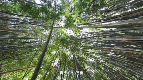 小竹子如何做成大產(chǎn)業(yè) 中國(guó)竹鄉(xiāng)廣寧縣踐行林下經(jīng)濟(jì)融合創(chuàng)新發(fā)展之路