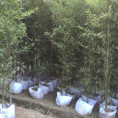 成都貨人面竹_人面竹價格_人面竹報價_好貨人面竹_人面竹種植戶_基地銷售人面竹