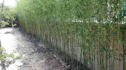 觀賞竹子綠化竹子早園竹金鑲玉竹盡在竹子種植基地