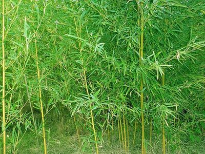水邊適合種植的竹子品種
