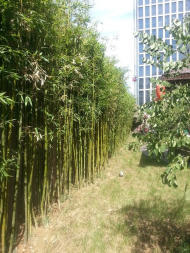 竹子種植北方竹子庭院綠化竹子耐寒竹子批發竹子