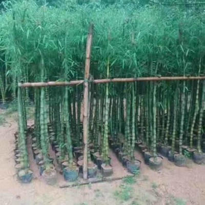 鼓節竹袋苗 鼓節竹容器苗 園林觀賞竹子 品種齊全 大量種植