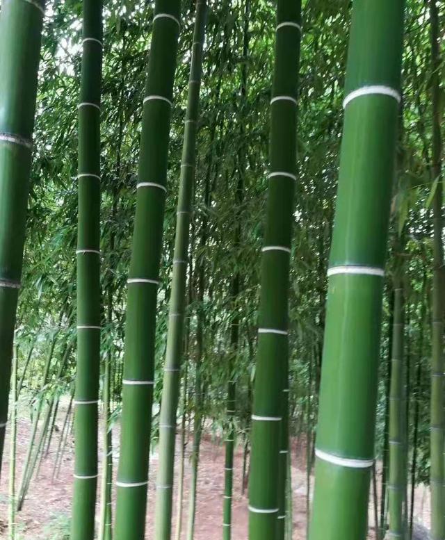 臨朐一村民發展竹子種植實現了發家致富,還綠化了環境