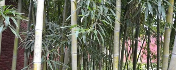 竹子種植時間和方法