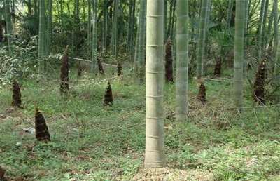 毛竹種植