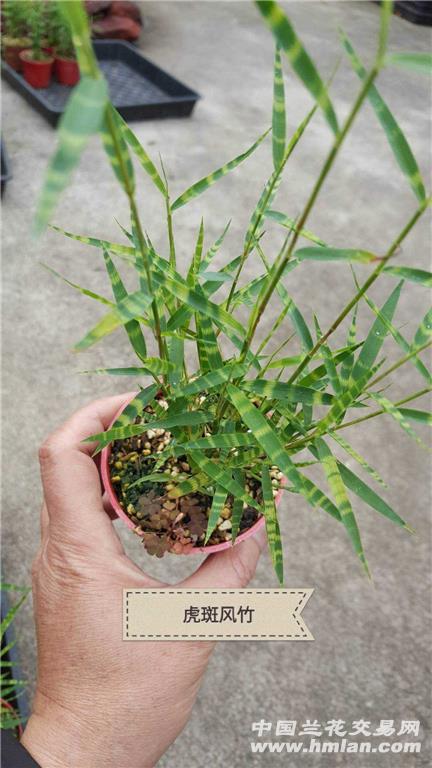 各種盆景竹批發零售