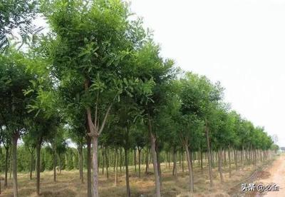 如何提高鹽堿地綠化種植成活率?