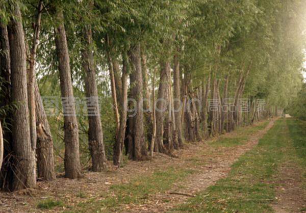 在農場道路的果園邊緣種植保護樹木