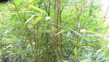 庭院竹子的種植門道,你知道嗎?