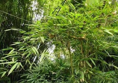高度3米左右的竹子品種