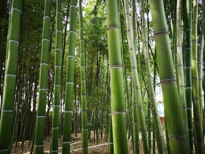 臨朐縣冶源鎮大力發展竹子種植,綠化了環境,帶動了脫貧致富!