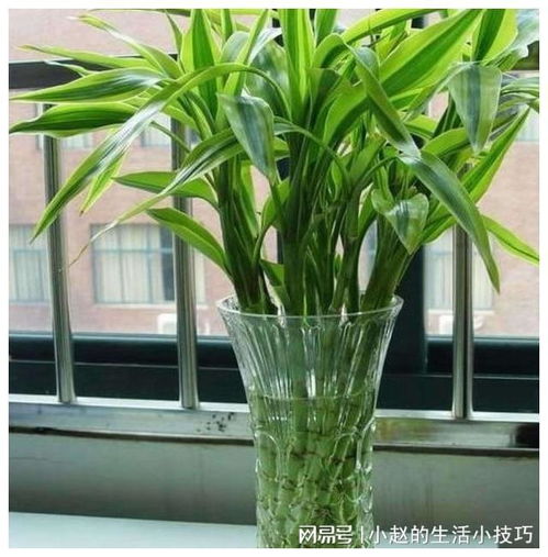 李大哥養富貴竹從來不買營養液,就用這2種水,枝條竄的攔不住