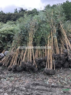 2-3米琴絲竹2018*新報價 2-3米琴絲竹種植基地