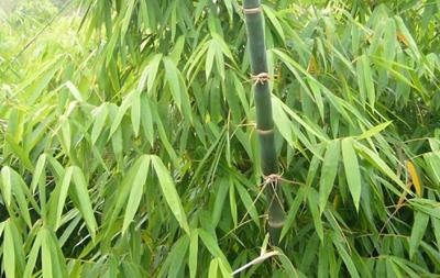 竹子移栽要剪去頂端嗎?