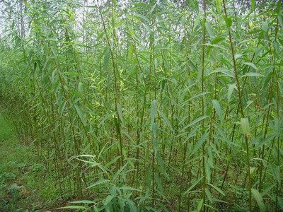 竹柳種植廠家