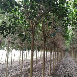 東臺楊維維蔬果種植基地欒樹