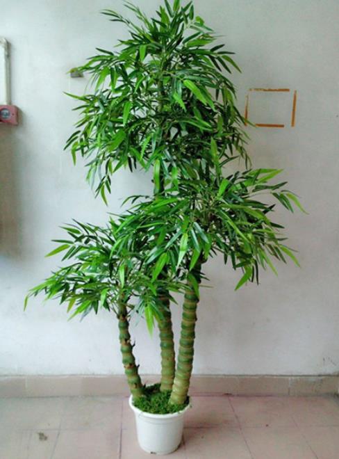 4種適合客廳養植的竹子,清秀文雅,盡顯文人氣息,還能清新空氣