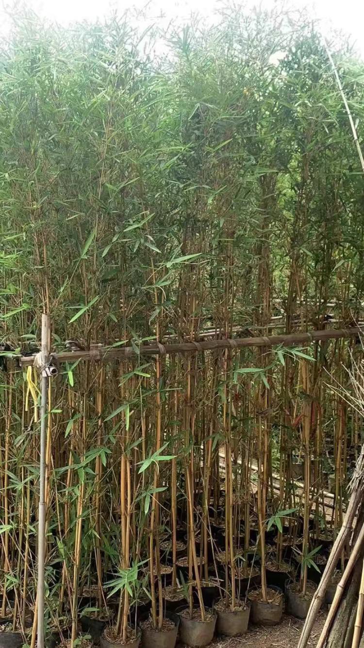 0/棵 剛竹,琴絲竹批發漳州竹子種植基地苗農一手貨源低價.