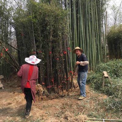 基地批發四季竹子苗 工程綠化苗 紫竹苗 青竹苗 早園竹苗