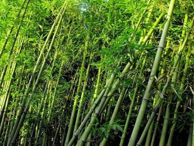 26種景觀竹子,你認識幾種?