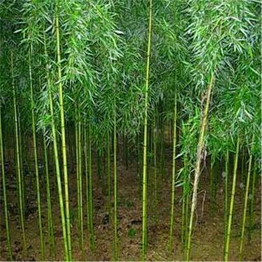 一噸竹子生產多少竹炭