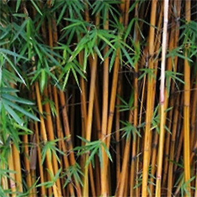 小琴絲竹易成活景區栽種觀賞竹類竹苗庭院綠籬竹子