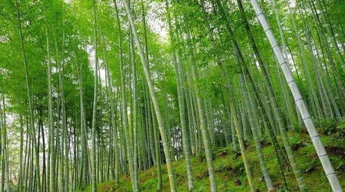 農村俗語說 門前見竹,家富人貴,真的嗎 三種地方不適宜種竹子
