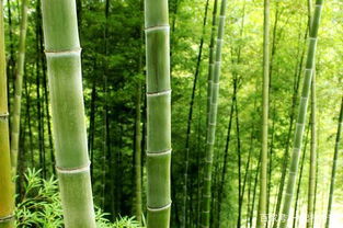 毛竹怎么種植啊,求解釋