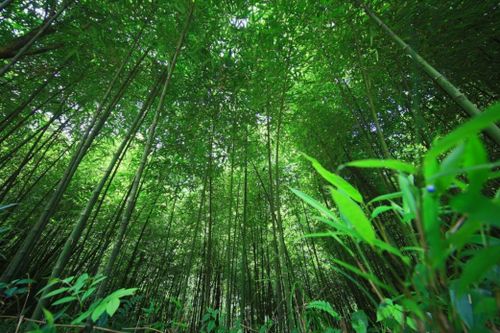 工行貴州遵義桐梓支行 金融助力方竹 下山 筍業 破土