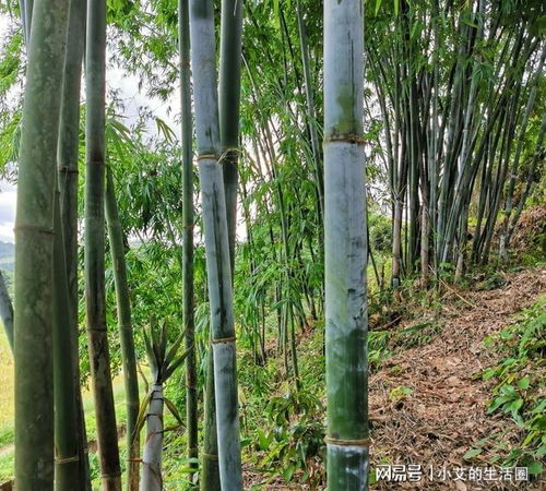 麻竹種植時這四個細節非常關鍵,很多人都不明白,難怪發芽率不高