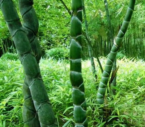 陽臺缺點 風景 ,種4種 竹子 ,養竹可得勤快點,要不就黃葉