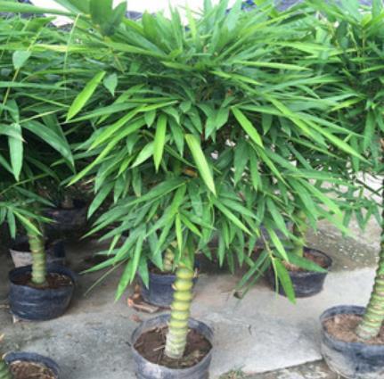 4種適合客廳養植的竹子,清秀文雅,盡顯文人氣息,還能清新空氣