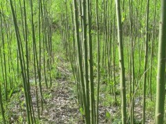 竹柳種植|果樹小苗|綠化苗木|苗木銷售信息|597苗木網