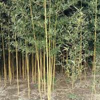 供應黃槽竹_米徑1公分_宿遷種植地_高度250公分 | 沭陽縣景盟園藝苗木場