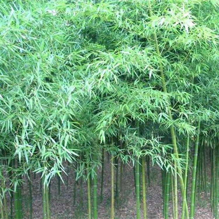 產地直銷綠化工程青竹苗 庭院觀賞竹子苗 四季常青 規格齊全