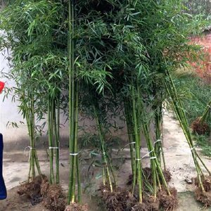 【庭院竹子圍墻價格】最新庭院竹子圍墻