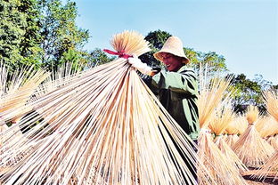 毛竹產業鏈帶動增收
