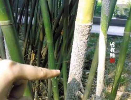 竹子病蟲寶典 養竹必備