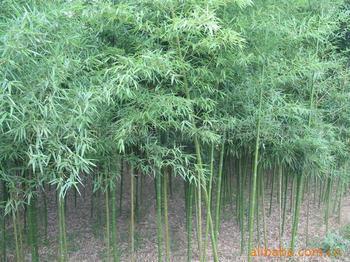 北方哪里盛產竹子適合北方種植的耐寒竹子