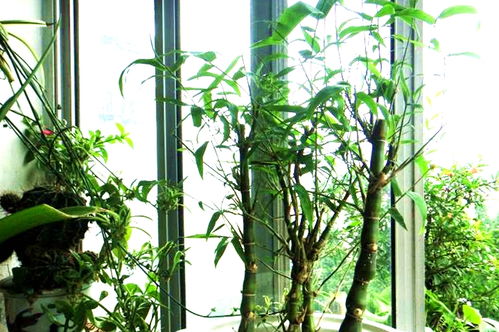 這種植物像 羅漢 ,珍貴稀少,種植竹子盆栽做成盆景,令人羨慕