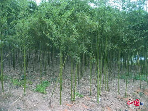 大熊貓 特供 出口加拿大 電商俏貨,彭州竹筍產業節節高