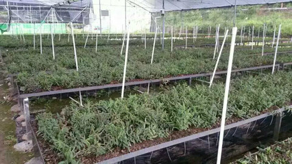龍南縣潤誠石斛種植農民專業合作社被認定為2016年江西省森林食品基地
