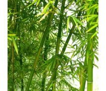 竹子種植企業黃頁