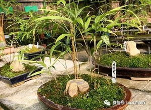 庭院養竹的講究 告誡 院里千萬別這樣種竹子 半年身體就出問題