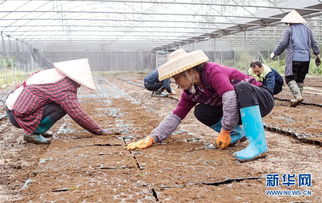 廣西 發展竹產業助力脫貧攻堅