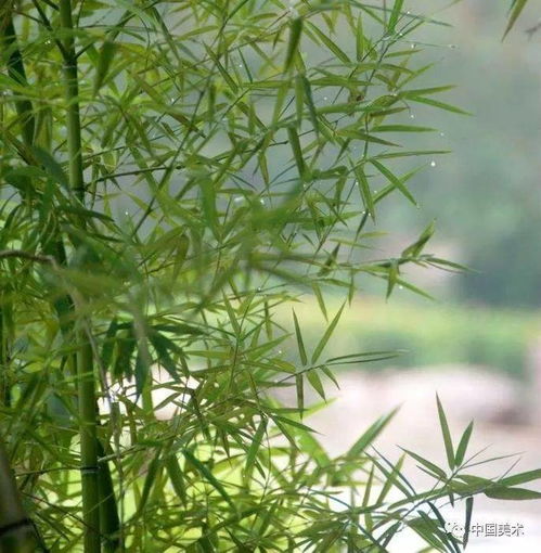 竹,是風骨 不是媚骨